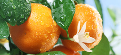antioxidantes
